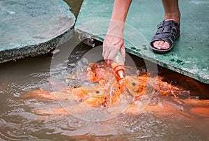 Hungry gold asian fish eats food from bottle in the pond. man`s hand. man feeds fish