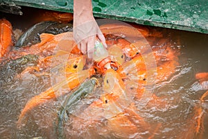 Hungry gold asian fish eats food from bottle in the pond. man`s hand. man feeds fish photo