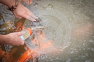Hungry gold asian fish eats food from bottle in the pond. man`s hand. man feeds fish
