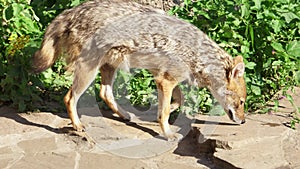 Hungry golden jackal running in green forest. Canis aureus golden wolf hunting in national park
