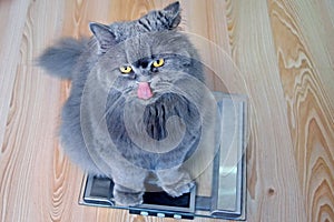 The hungry gray big long-haired British cat sits on the scales and licking. Concept weight gain during the New Year holidays,