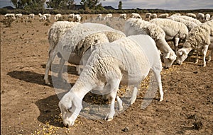 Hungry, grazing sheep