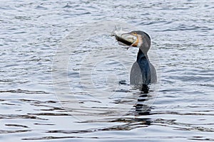 A hungry great cormorant holding a fish