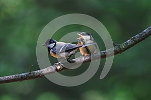 Hungry great tit chick begging for food from adult bird