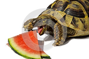 Hungry greek Turle is eating a melon.