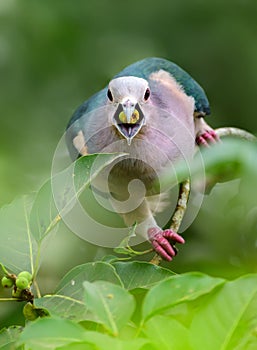 Hungry green imperial pigeon feeding on banyan fruits, open beaks, fruits in the mouth of the bird