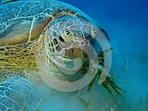 Hungry Green Turtle - Chelonia mydas