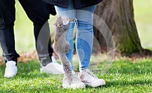 A hungry grey squirrel climbing up pant leg for food