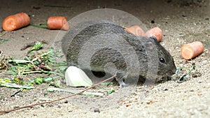 Hungry guinea pig eating vegetables