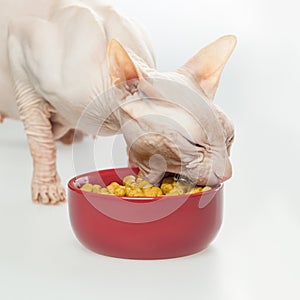 Hungry Hairless cat Don Sphynx breed with pink naked skin