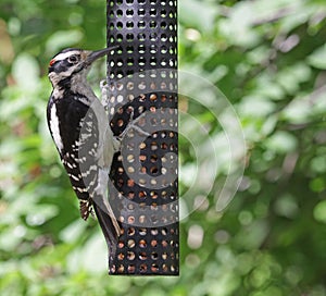 Hungry Hairy Woodpecker