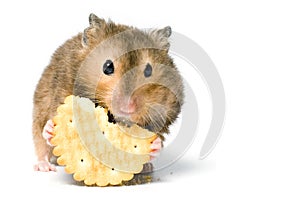 Hungry hamster