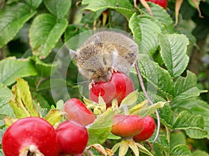 Hungry harvest mouse