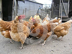 Hungry hens eat birdseed from birdfeeder at countryside homestead. Poultry feeding in the village