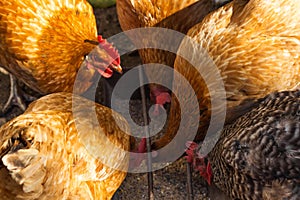 Hungry hens eating birdseed from birdfeeder in a closed outdoor aviary. Chickens breed Brown Nick and Plymouth Rock.