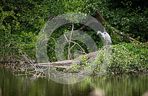 Hungry Heron