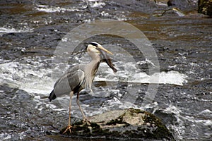 Hungry heron