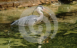 Hungry Heron