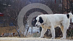 Hungry Homeless Big Dog on the Street in Winter Eats Food. Slow Motion