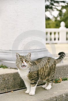 Hungry homeless cat asks for food from passers-by