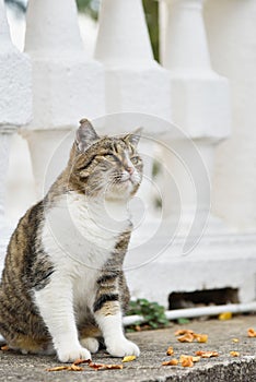 Hungry homeless cat asks for food from passers-by