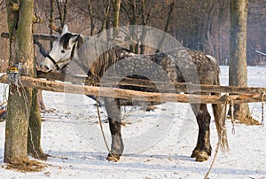 Hungry horse nibbles log