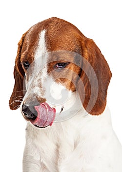 Hungry Hound Dog Licking Lips