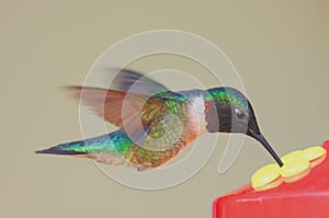 Hungry Hummingbird