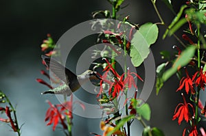 Hungry hummingbird on red flowers at my home