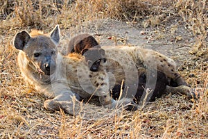 Hungry hyena pups drinking milk from mother suckle
