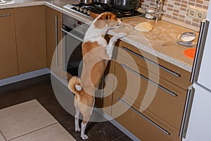 Hungry and impudent basenji dog trying to steal pizza dough on a kitchen bar