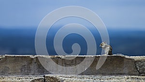 Hungry Indian squirrel eating food on a temple wall