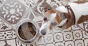 Hungry jack russell dog behind food bowl top view