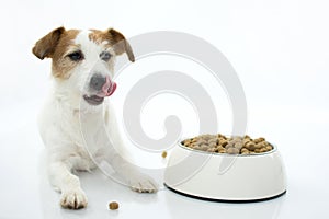 HUNGRY JACK RUSSELL DOG EATING AND LICKING WITH TONGUE ISOLATED