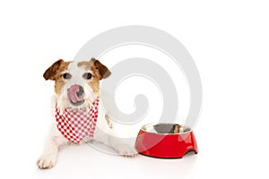 Hungry jack russell dog with a empty bowl food sticking out its tongue, isolated on white background