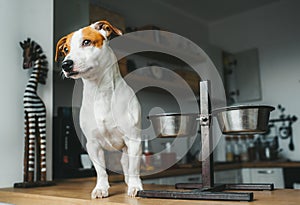 Hungry Jack Russell Terrier dog stand on the table near empty food bowl and asks for food