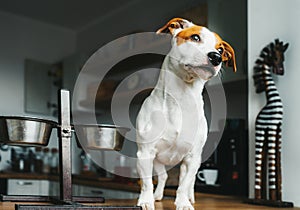 Hungry Jack Russell Terrier dog is standing next to his empty food bowl and waits for food