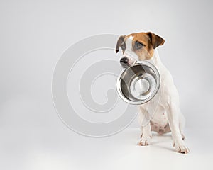Hungry jack russell terrier holding an empty bowl on a white background. The dog asks for food.
