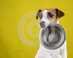 Hungry jack russell terrier holding an empty bowl on a yellow background. The dog asks for food.