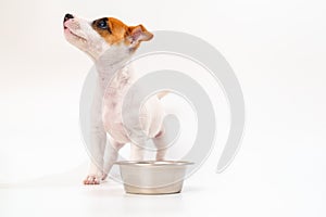 hungry jack russell terrier puppy with a bowl for water or food on a white.