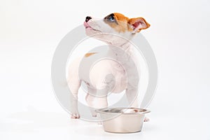 hungry jack russell terrier puppy with a bowl for water or food on a white.