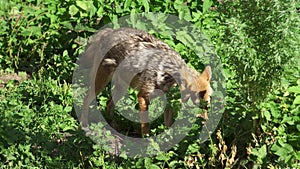 Hungry jackal sniffing bushes in forest. Two golden wolves hunting in national park in wild nature