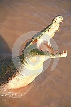 Hungry and jumping crocodile