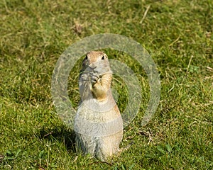 Hungry juvenile Prairie Dog, Cynomys ludovicianus, quickly devouring grass