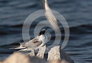 A hungry juvenile White-cheeked Tern calling  at Tubli coast of Bahrain