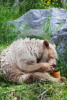 A hungry Kermode Bear eating honey