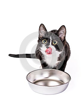 Hungry kitten licking his lips with food dish isolated on white