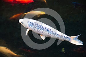 Hungry Koi Fishes in Garden Pond