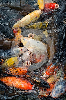 Hungry koi fishes.