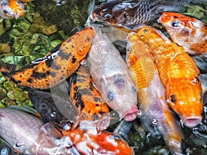 Hungry Koi fishs waiting to be feeded